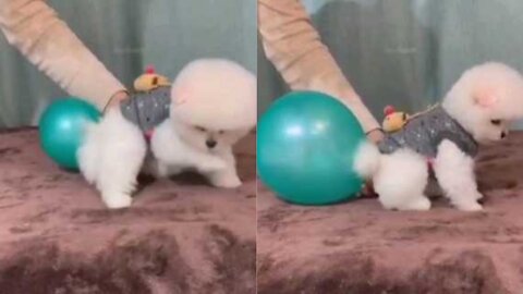 The dog is inflating the balloon from his hip