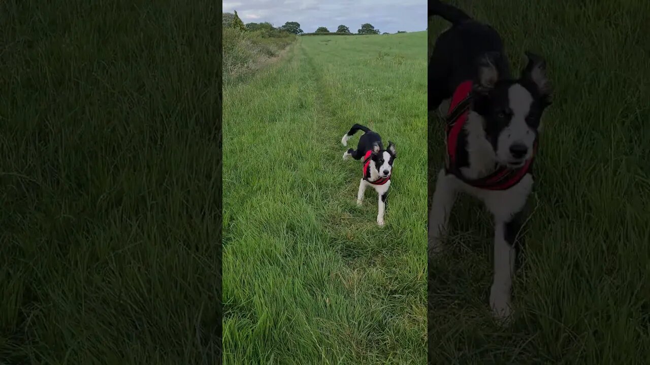 Mylo loving life running free #dog