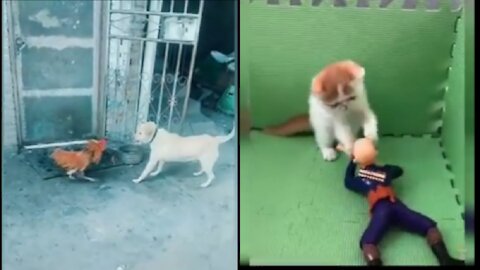 dog fight and funny cilp video2021