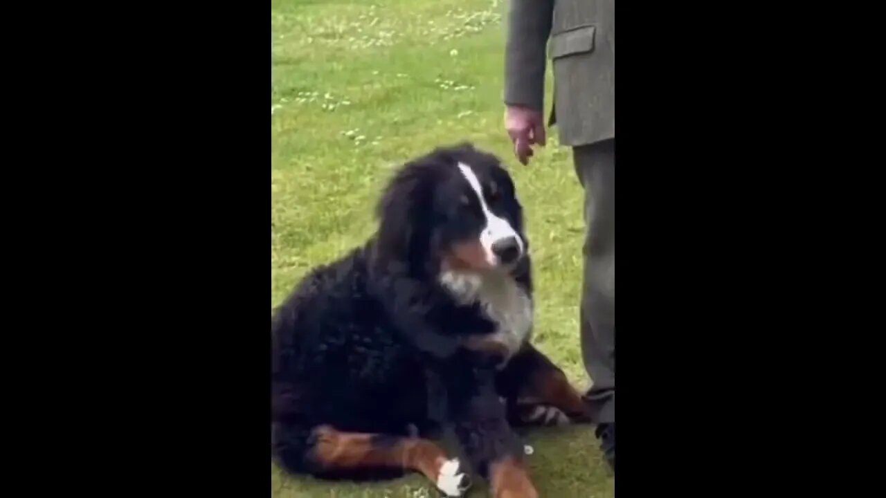 The president of Ireland and his dog