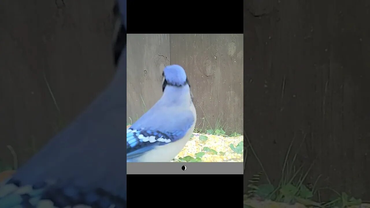 Pretty😍 little blue jay🐦 looking👀 a tad paranoid 😳 #cute #funny #animal #nature #wildlife #farm