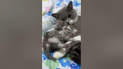 Cute cat in his mother's hug video 😻