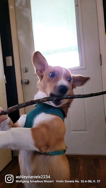 Cute Puppy looks like playing 🎻