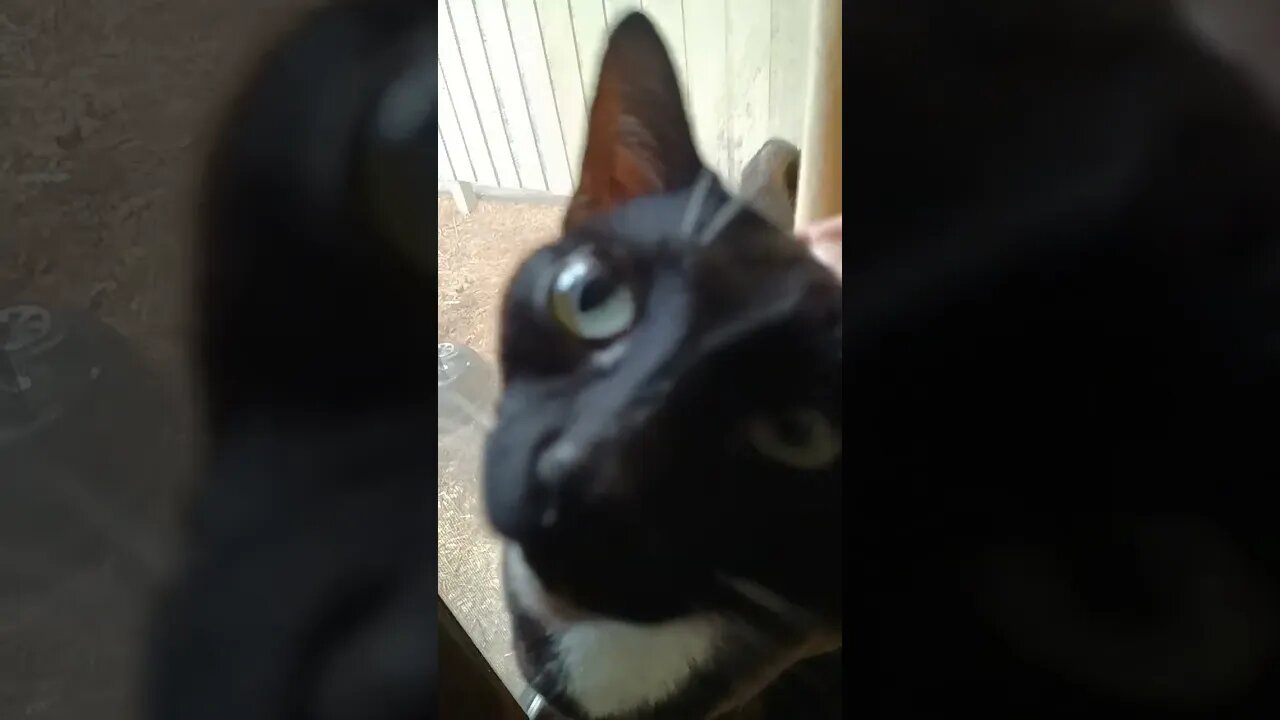 Kitty waiting #shortsfeed #kittycat #shortsvideo #kitty #youtubeshorts #cutekitty #catshorts