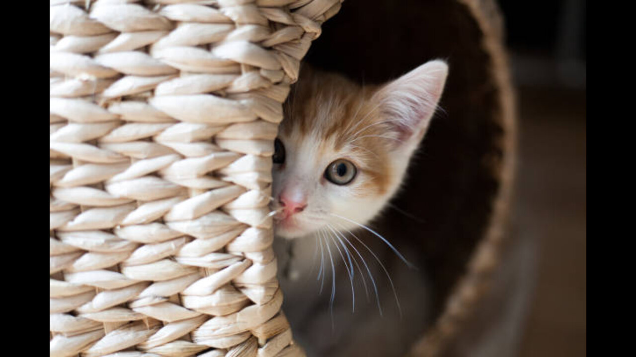 Curious Cat Exploring a World Map