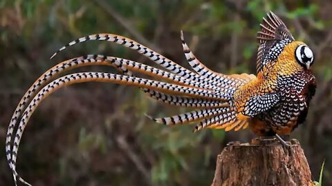 Reeves Pheasant | Reeves pheasant feather