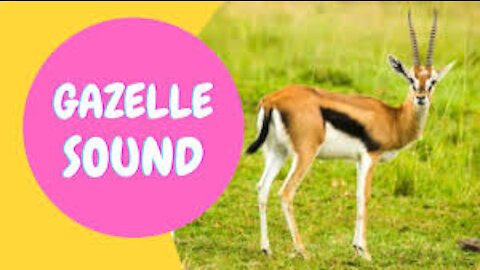 gazelle sound