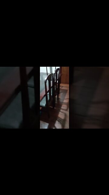 #dogshow , #animals , #dogs , #shortsvideo (4)