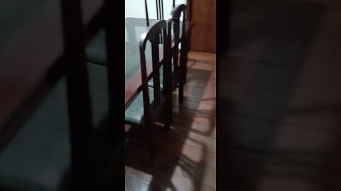 #dogshow , #animals , #dogs , #shortsvideo (4)