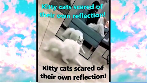 Cats Scared Of Their Own Reflection!