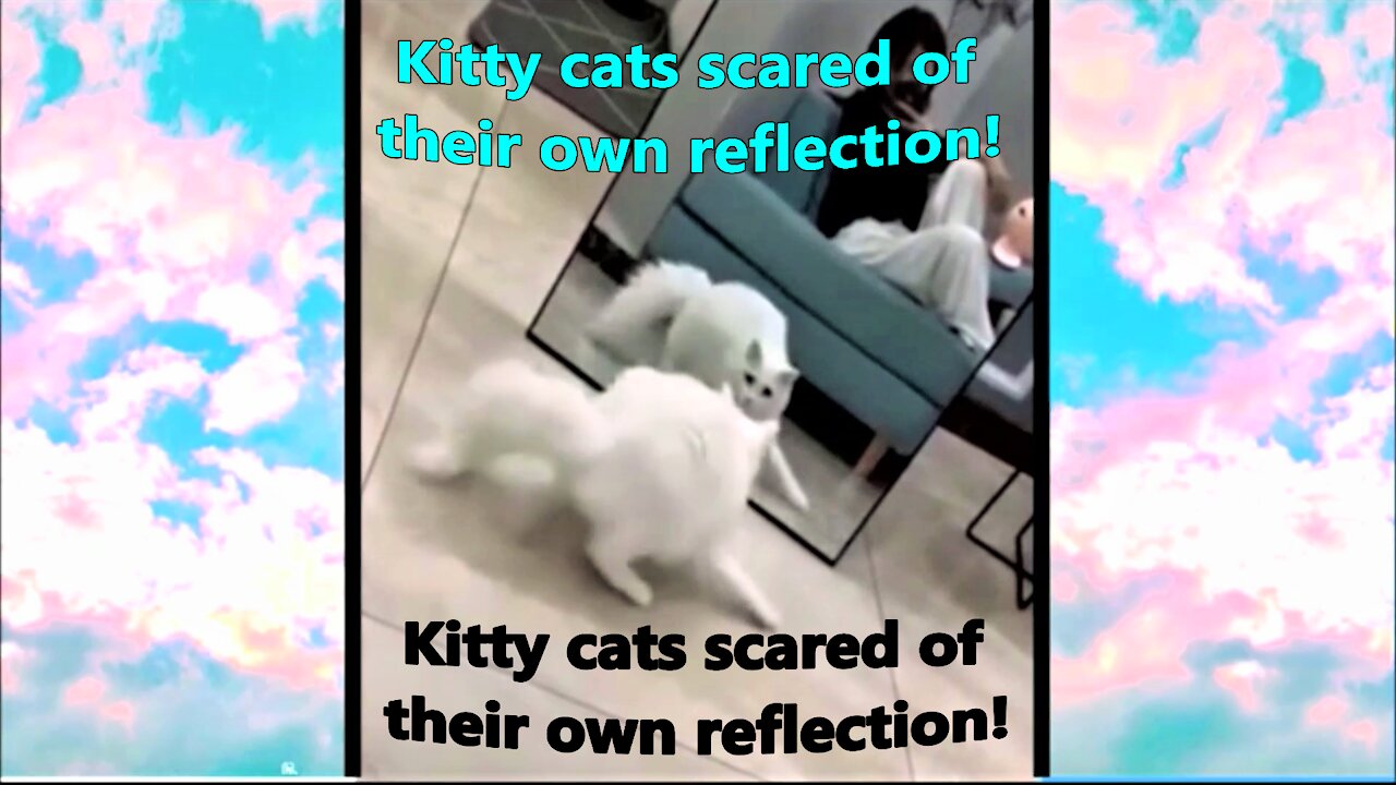 Cats Scared Of Their Own Reflection!