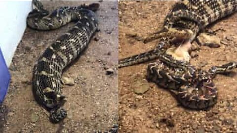 50개 이상의 새끼뱀을 낳은 아프리카 살모사