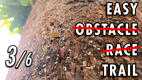 ASMR | The irregular path is no rival for the ants' all-terrain legs - 3/6