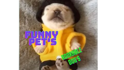 Ultimate funny dog's video