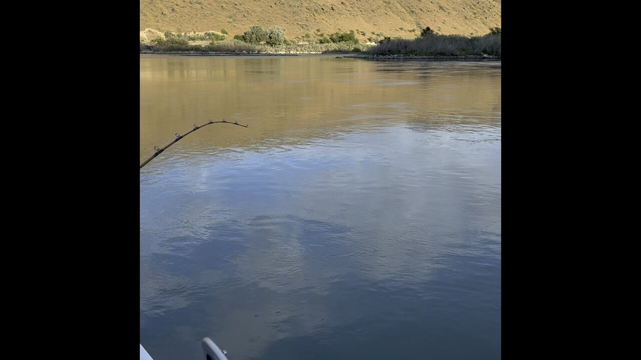 Swan falls sturgeon￼