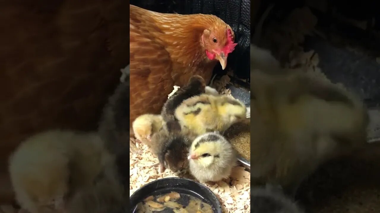 Counting all the chicks