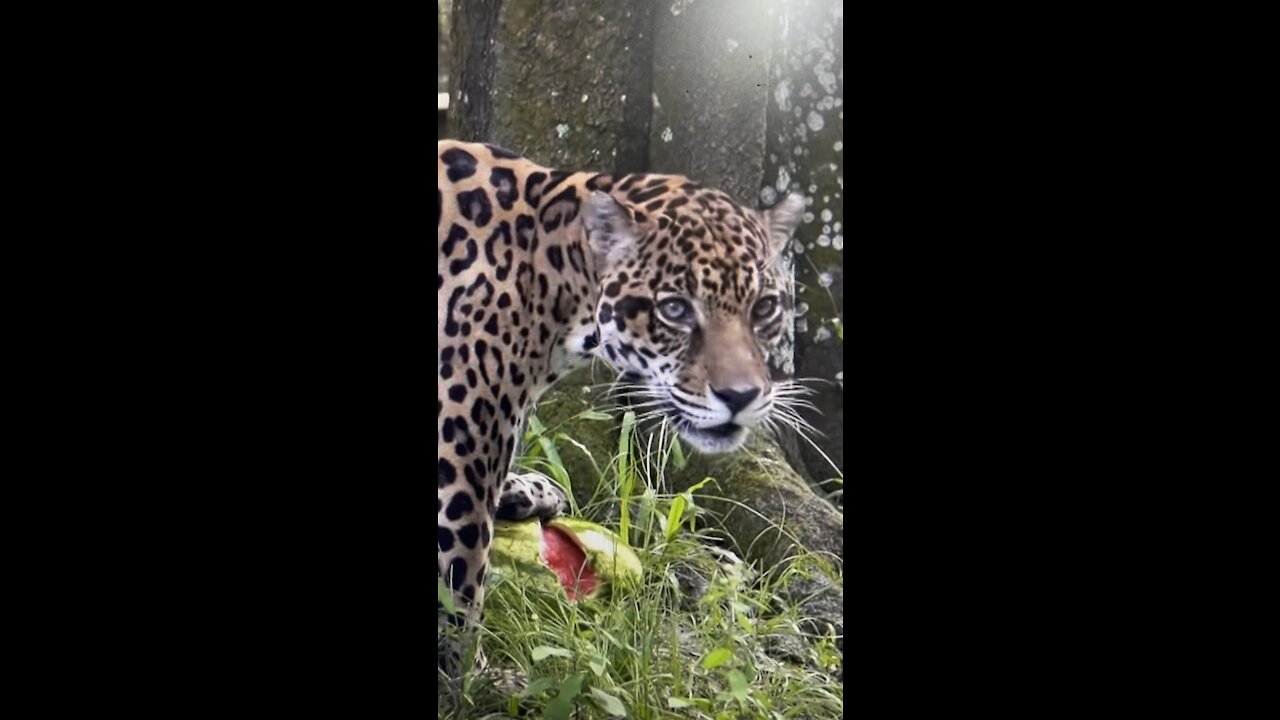 Manny Jaguar Enjoys Sinking His Teeth Into A Watermelon