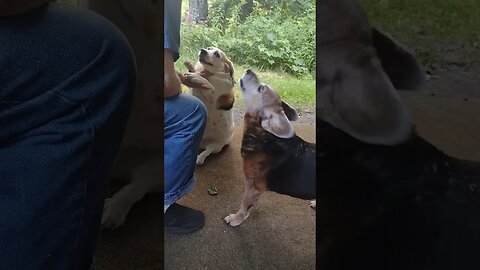 Jealous Lilly... 😱 #lilly #maddy #stinky