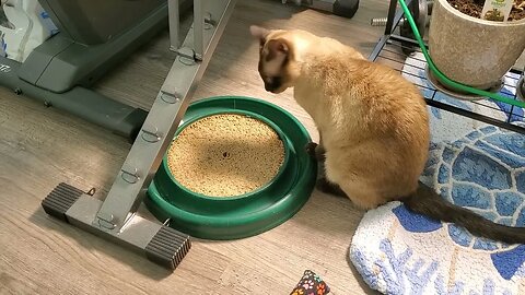 Siamese Cat Playing with Turbo Scratcher Ball