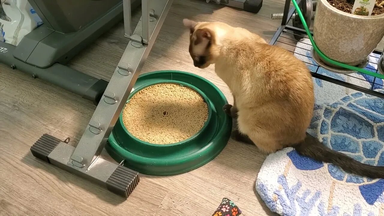 Siamese Cat Playing with Turbo Scratcher Ball