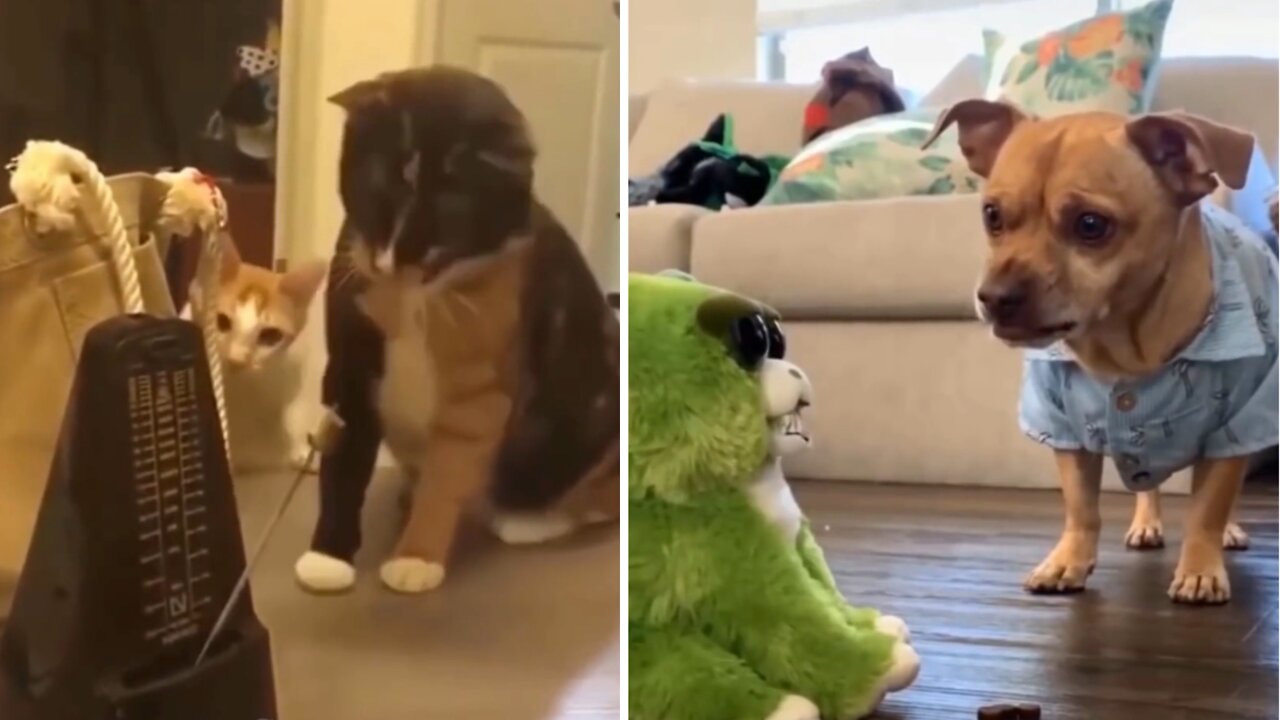 Cats and dog playing