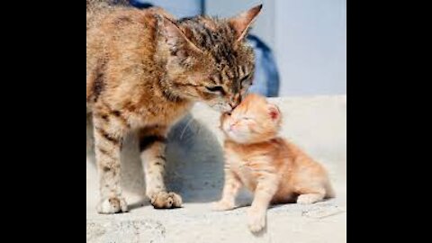 Amazing cute mom cat