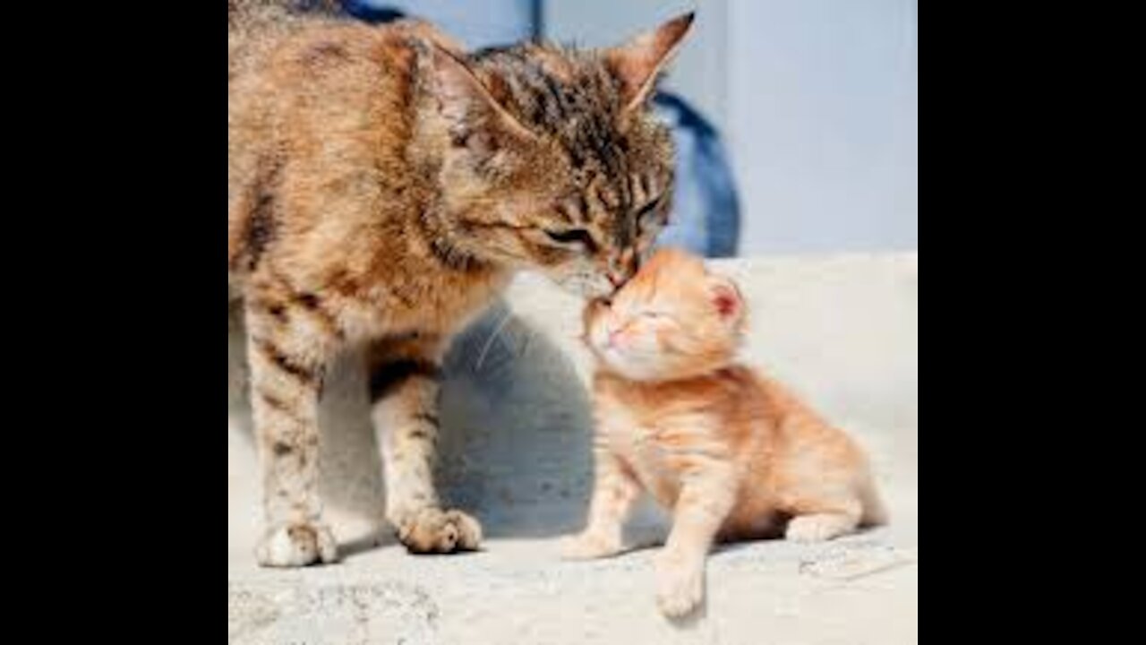 Amazing cute mom cat