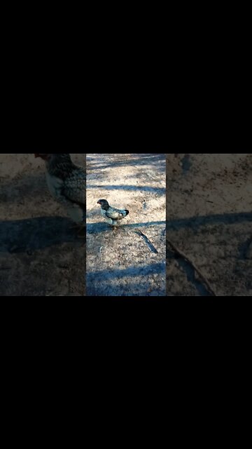 Good morning Rhiannon and ducks