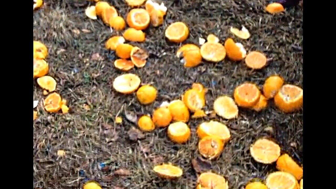 Slicing Oranges With The Sword of Santa Casilda