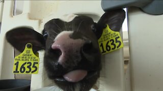 Meet the family behind the farm for Oconto County's dairy breakfast