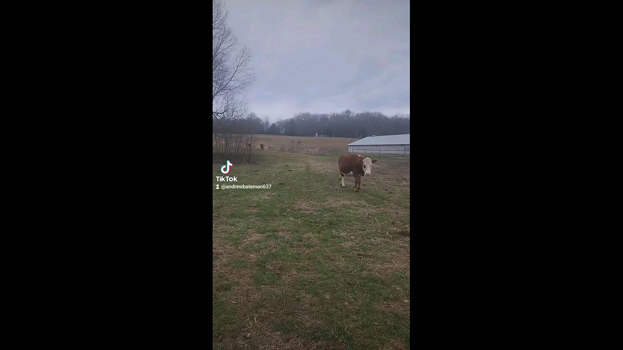 Happy cows and calves.