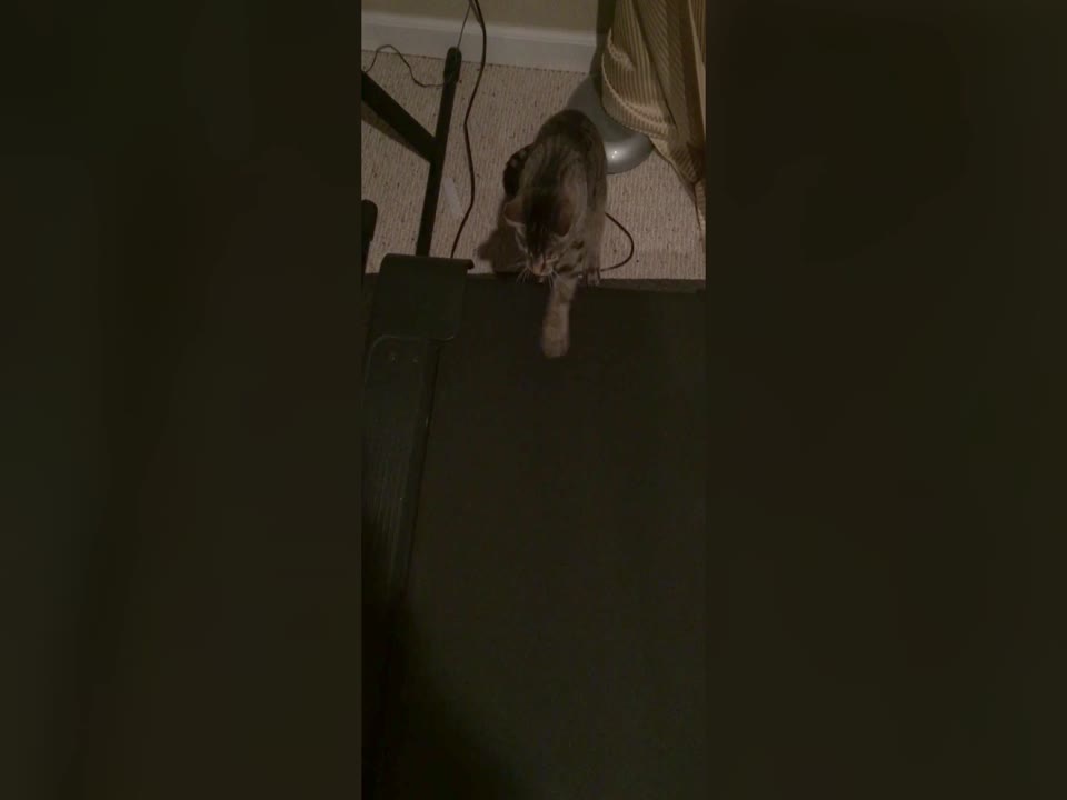 Adorable Kitten Tries to Understand Treadmill