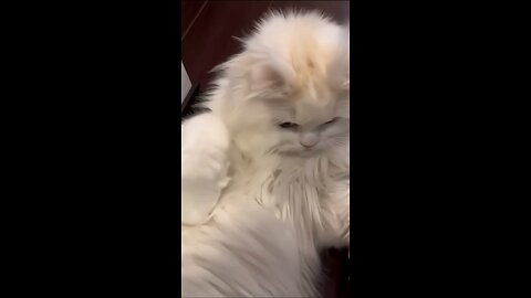 Mama Cat Takes Back Crying Kitten From Toddler