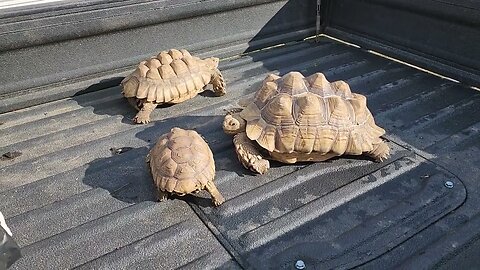 3 female Sulcatta Tortoise