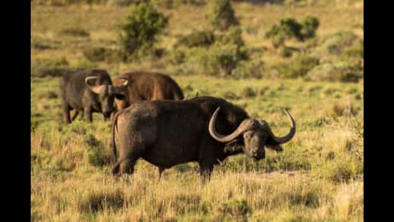 Búfalos enfrentam leões para salvar elefante bebé