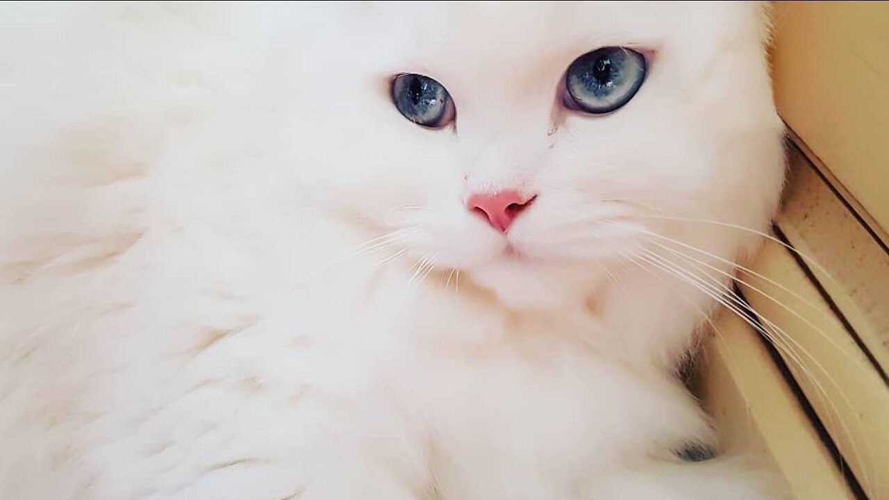 A White Cat Drinking Water