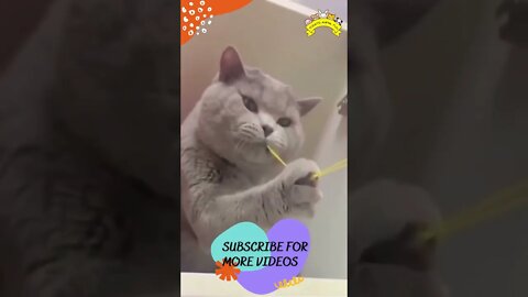 Funniest Cat And Dogs #shorts #short #viral