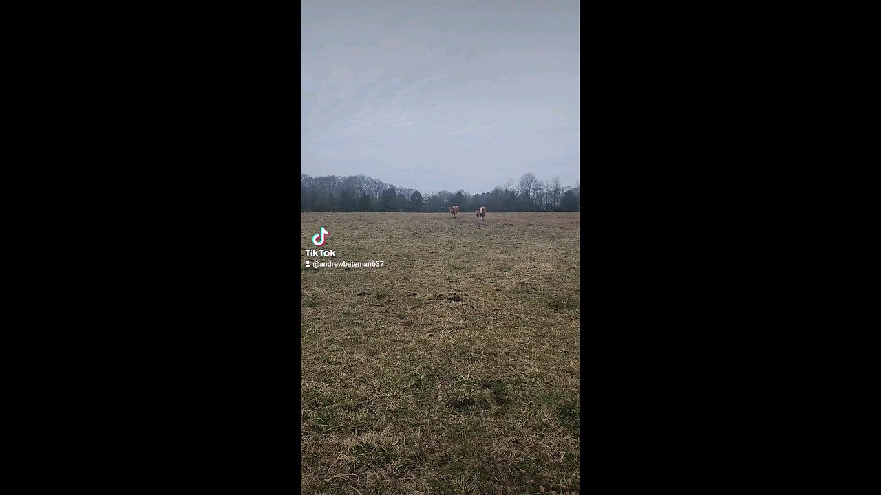 Happy cows and calves.