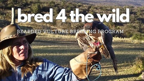 Bred4the Wild Bearded Vulture Breeding Program