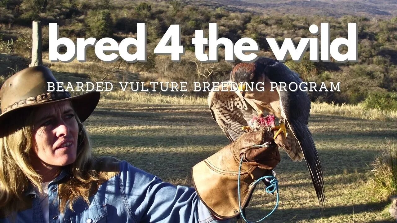 Bred4the Wild Bearded Vulture Breeding Program