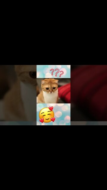 Você me conhece? Sou da raça Scottish Fold! #shorts