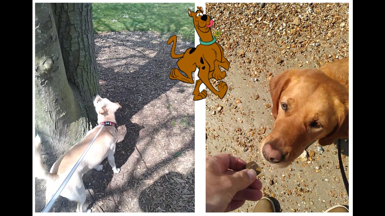 What Are Dogs Interested In ??? 🔍