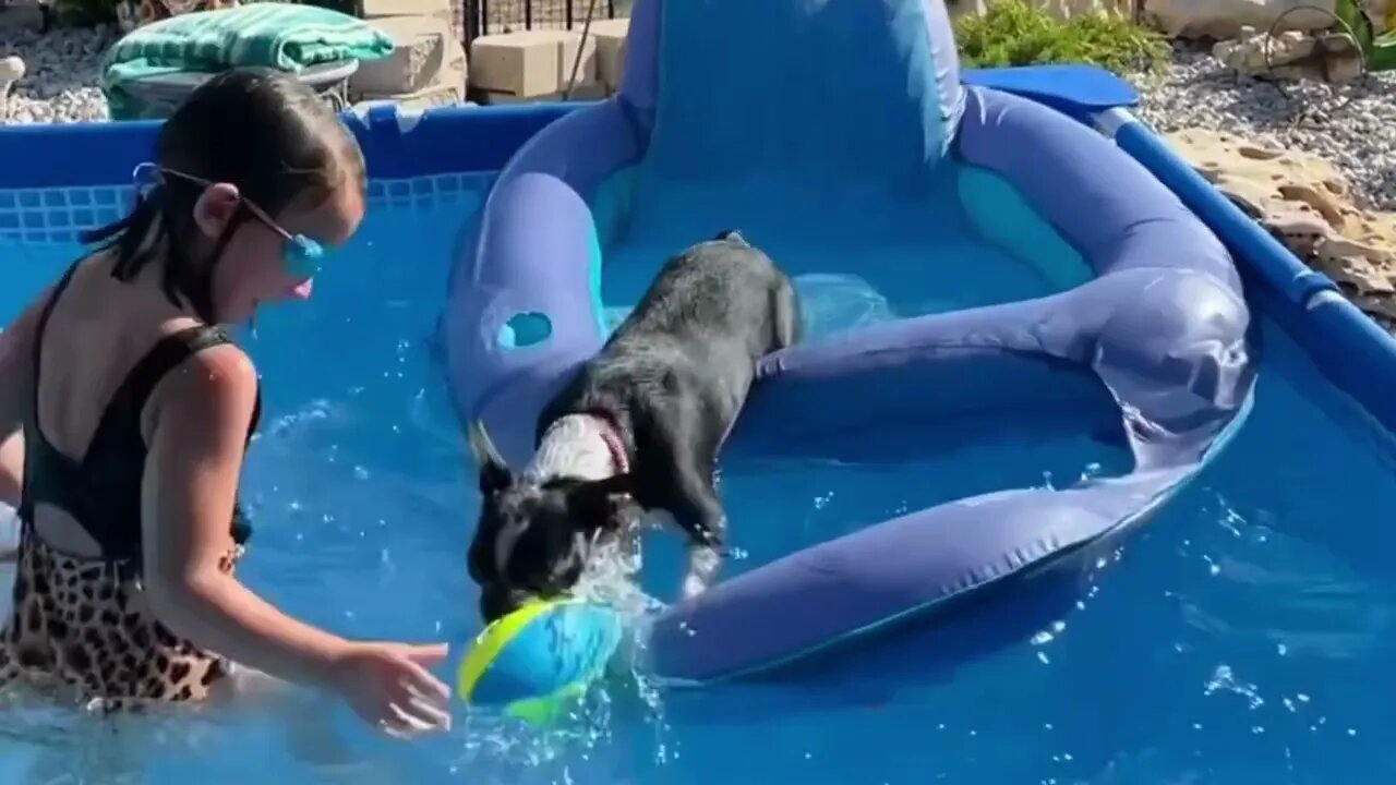 Boston Terriers Play in pool, Funny cute pets lovers