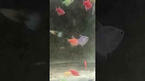 #ikanhiasairtawar #fish #shortvideo #shortsfeed