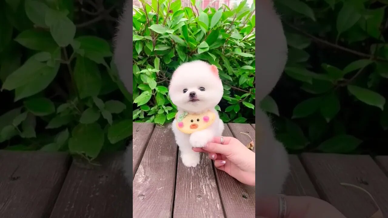 This is cute puppy ||🐕🥰 #shorts #shortsfeed #youtubepets_and_animal