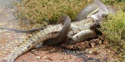 Watch this Deadly Fight Between Crocodile and Python