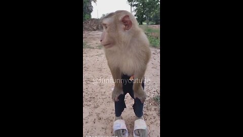 Monkey Funny Video (part-7)