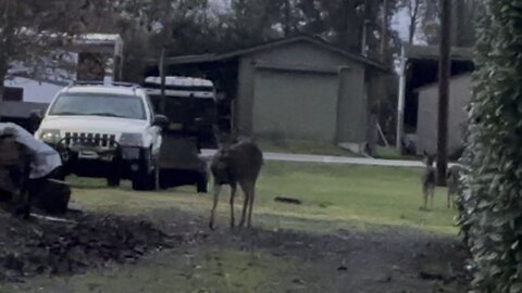 Yung Alone Spots A Deer With Two Baby Deer In His Back Yard!