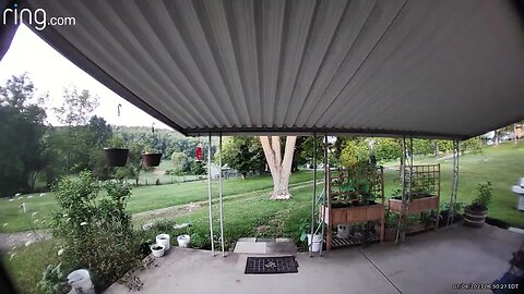 When #birds alert you to low food in the feeder. #shorts