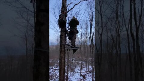 Perfect shot placement on a whitetail!